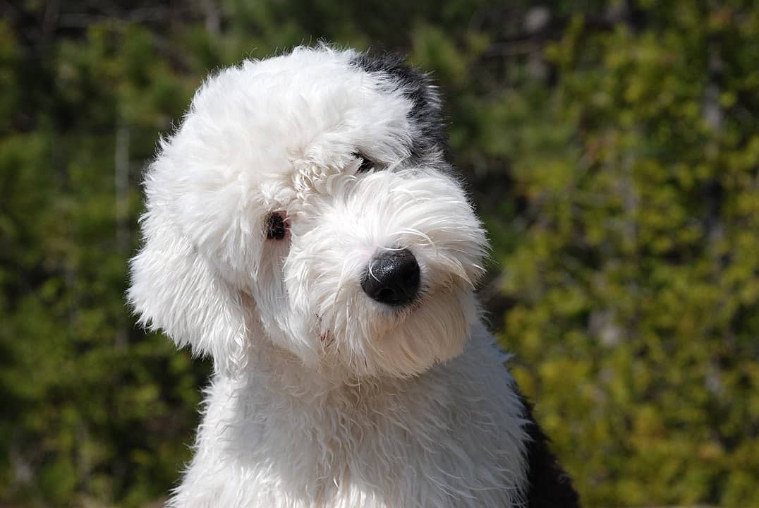 White fluffy dog tilting head outdoors with green foliage background