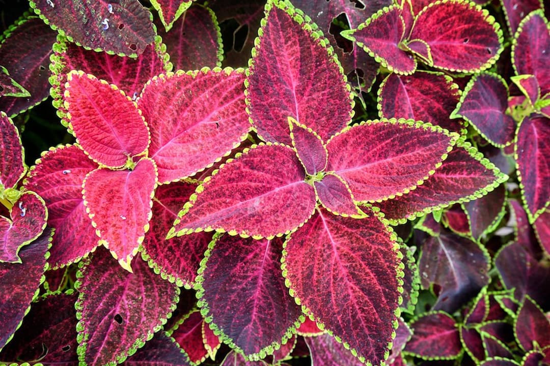 10 Houseplants That Will Instantly Spruce Up Your Living Space