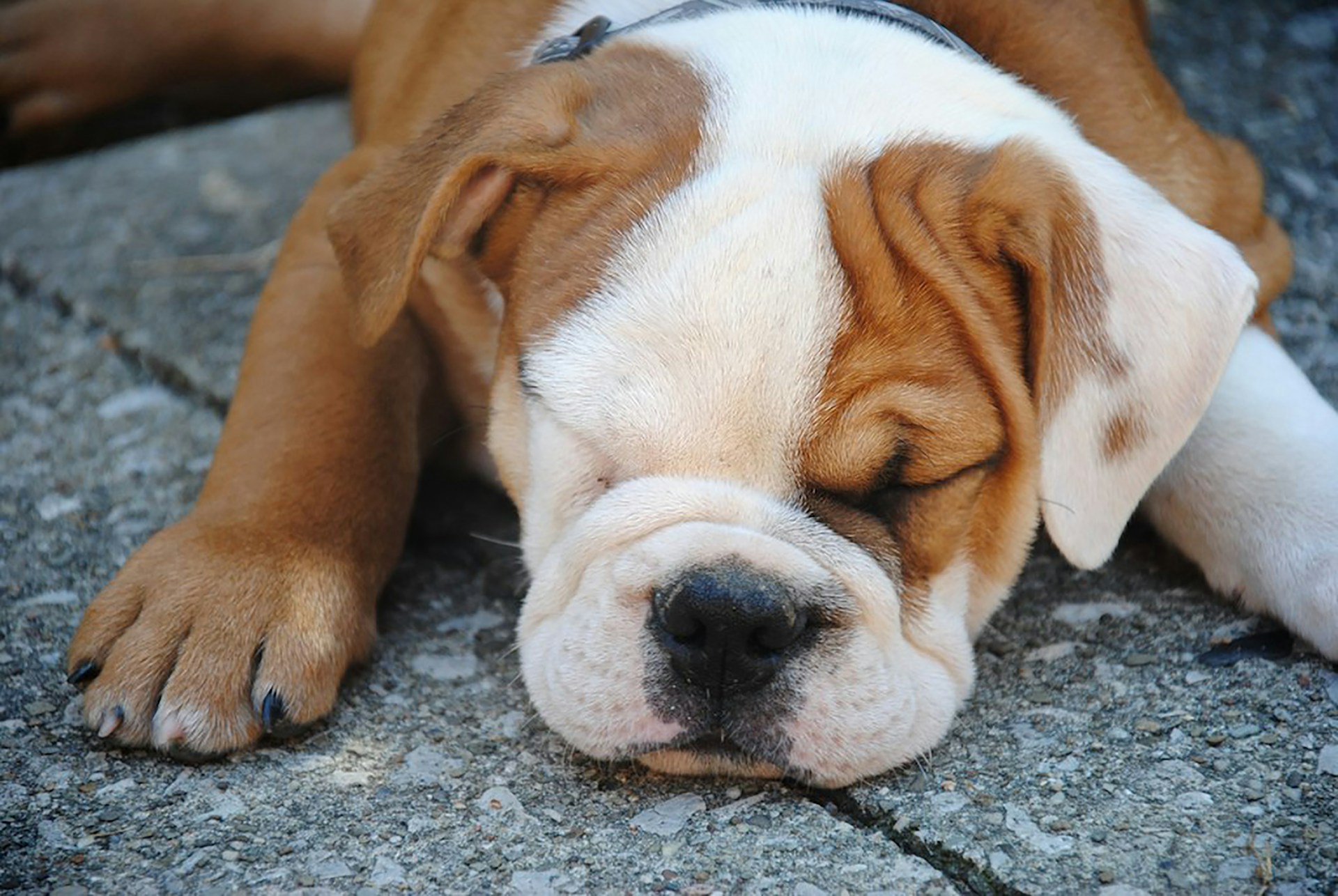 baby bulldog sleeping