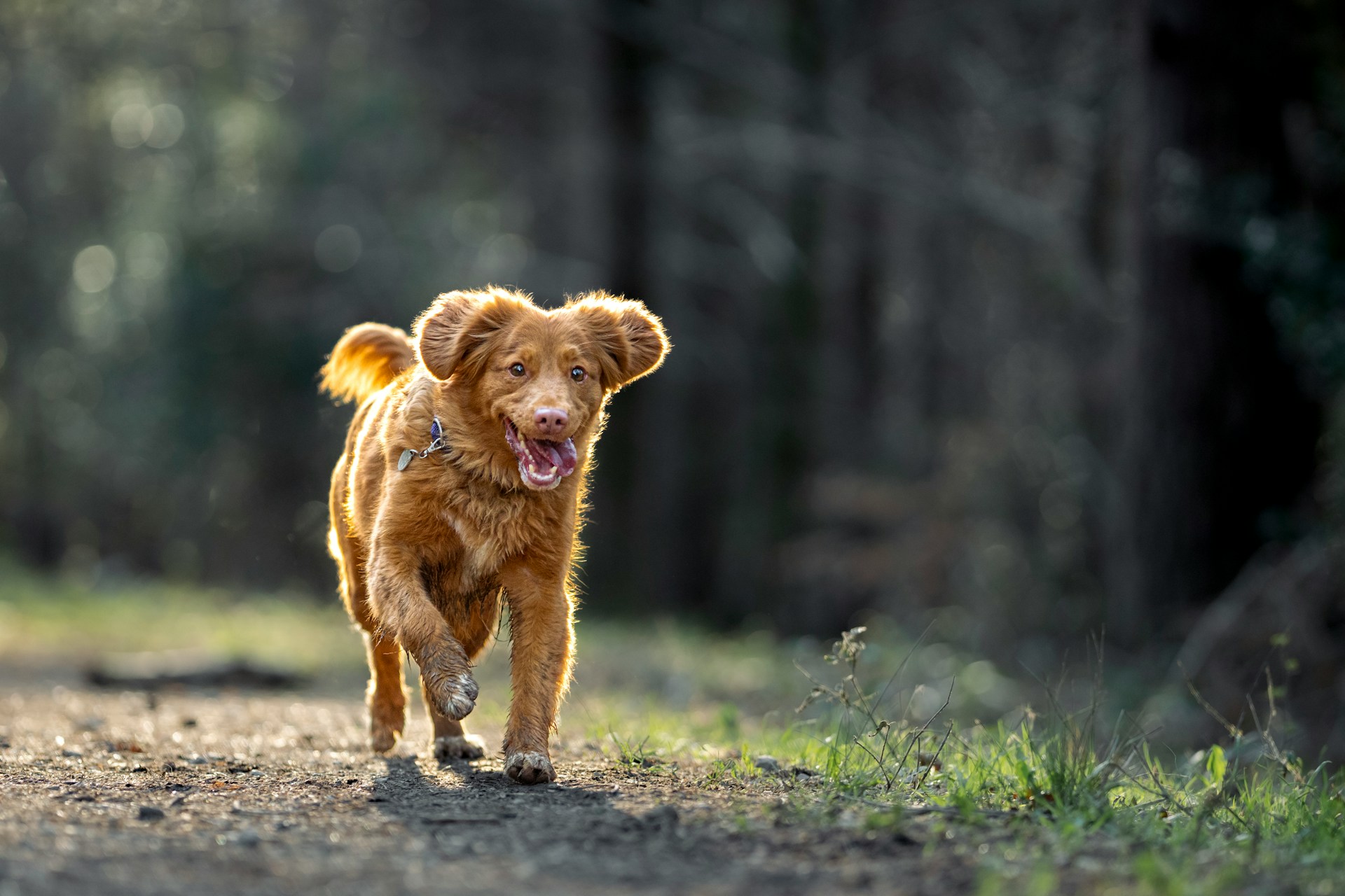 dog running on a trail
