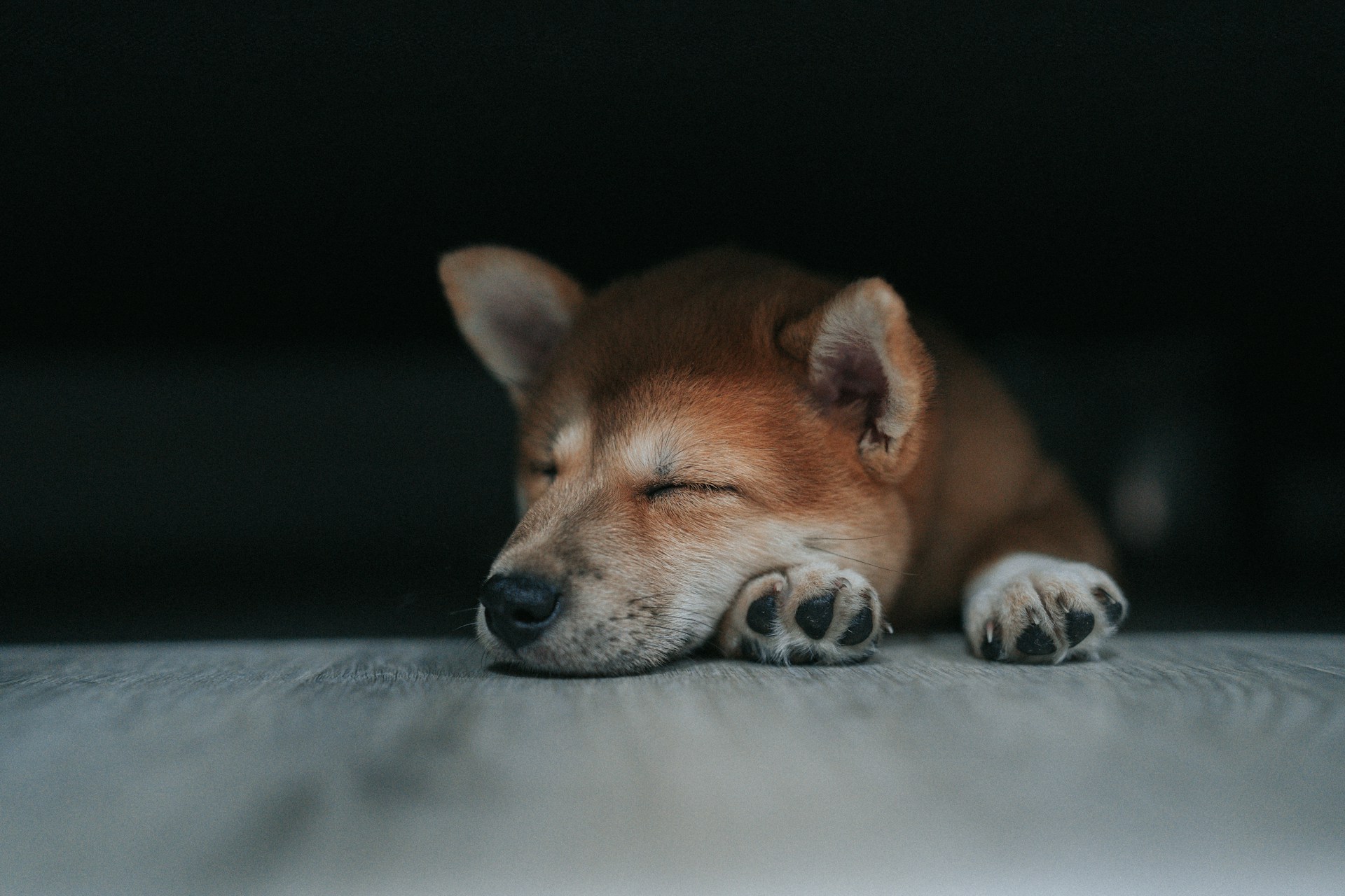 dog sleeping