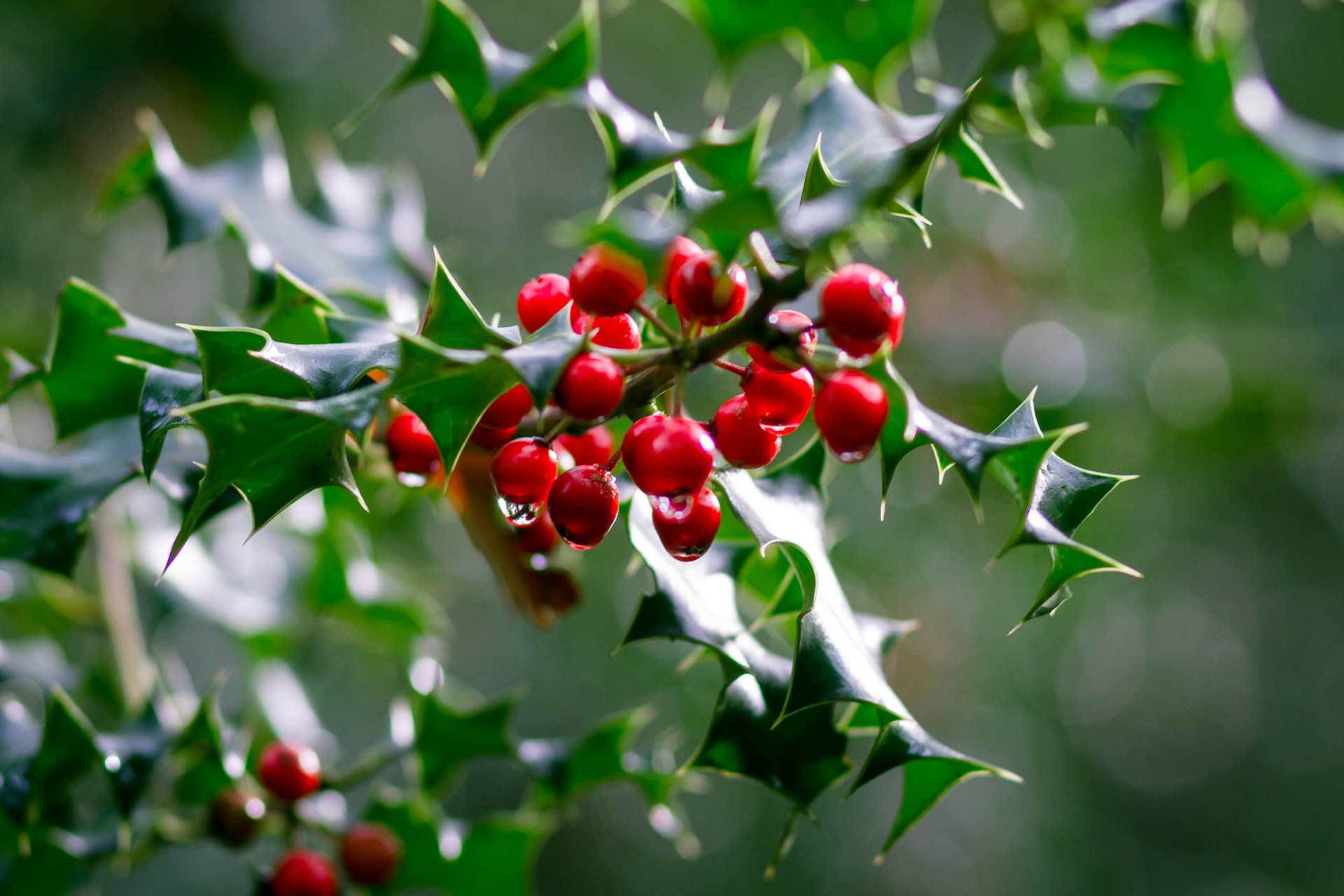 holly plant