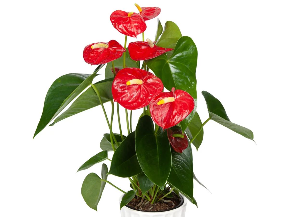 Anthurium Costco