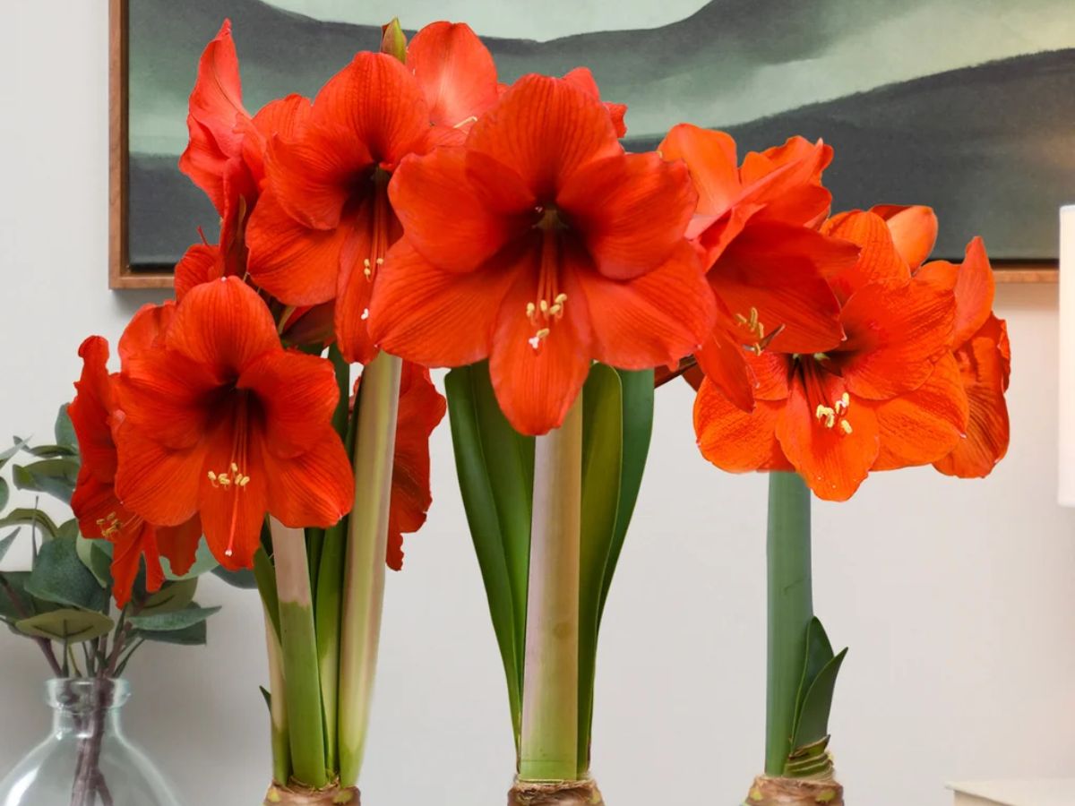 Bloomaker Teal Amaryllis Costco