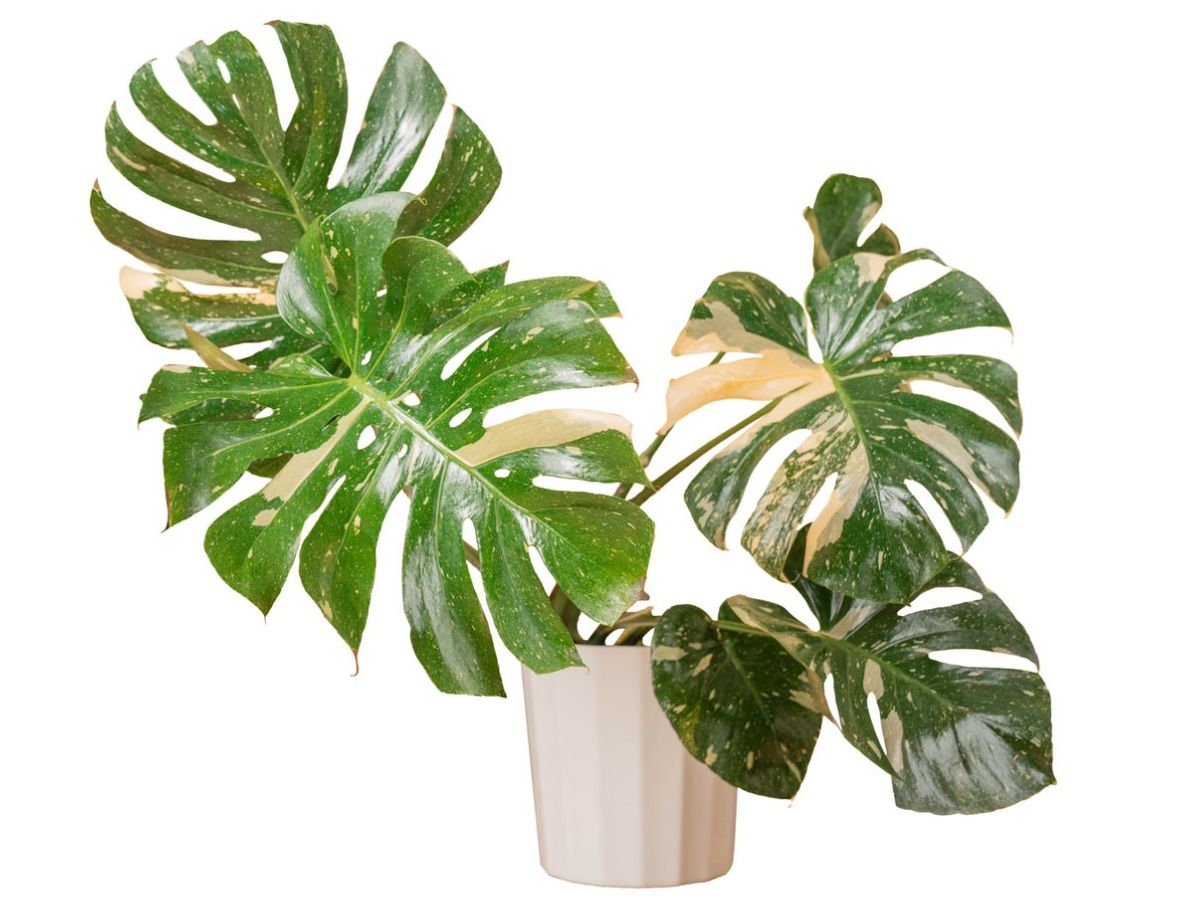 Costa Farms Monstera Thai Constellation Costco