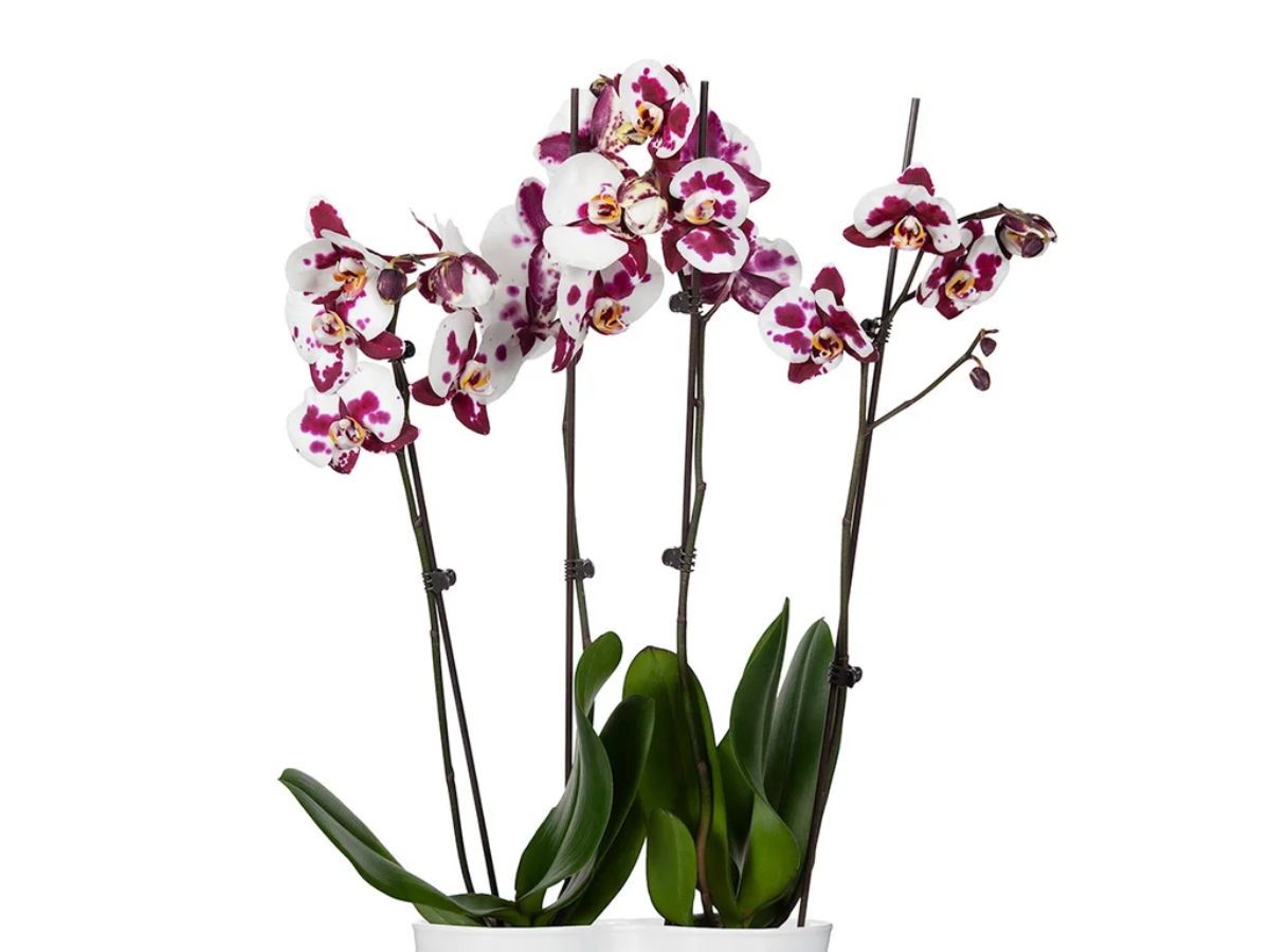 Phalaenopsis Orchid Duo Costco