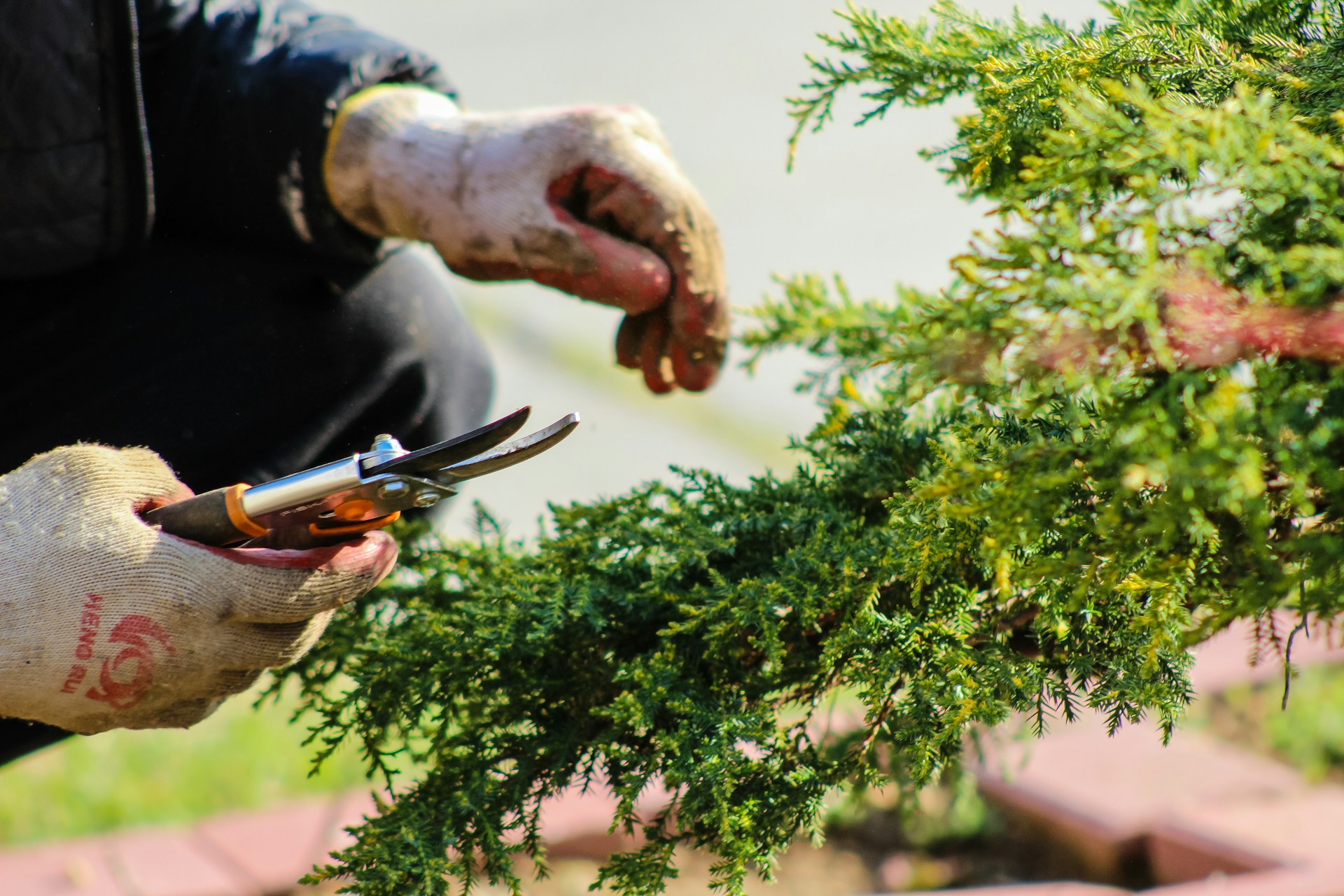 person pruning a bush / gardening supplies at costco