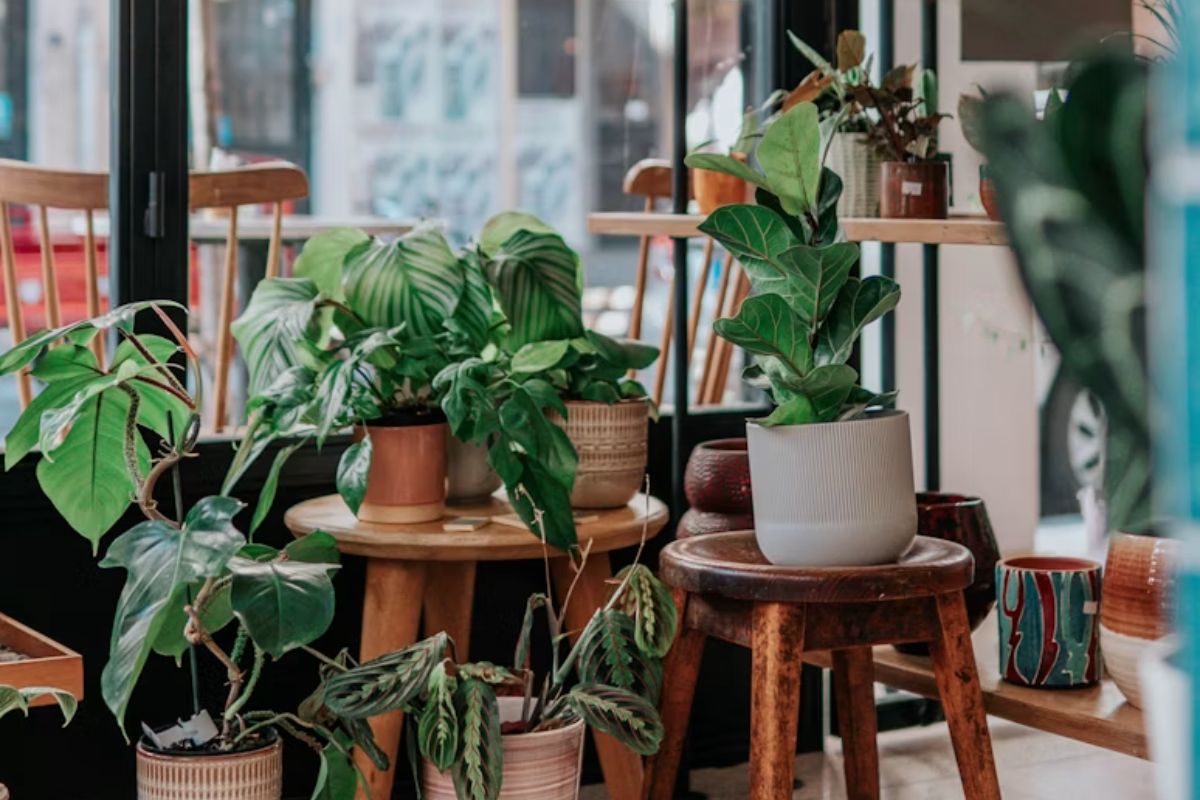 Best plants for busy homeowners