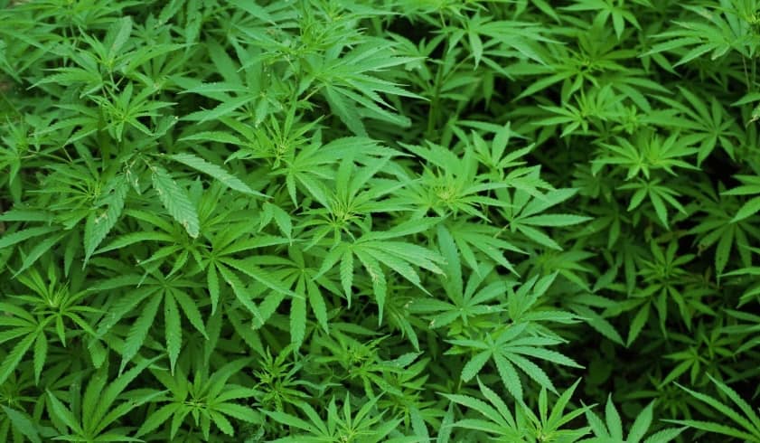 What Is CBD Oil and What Is It Being Used for?