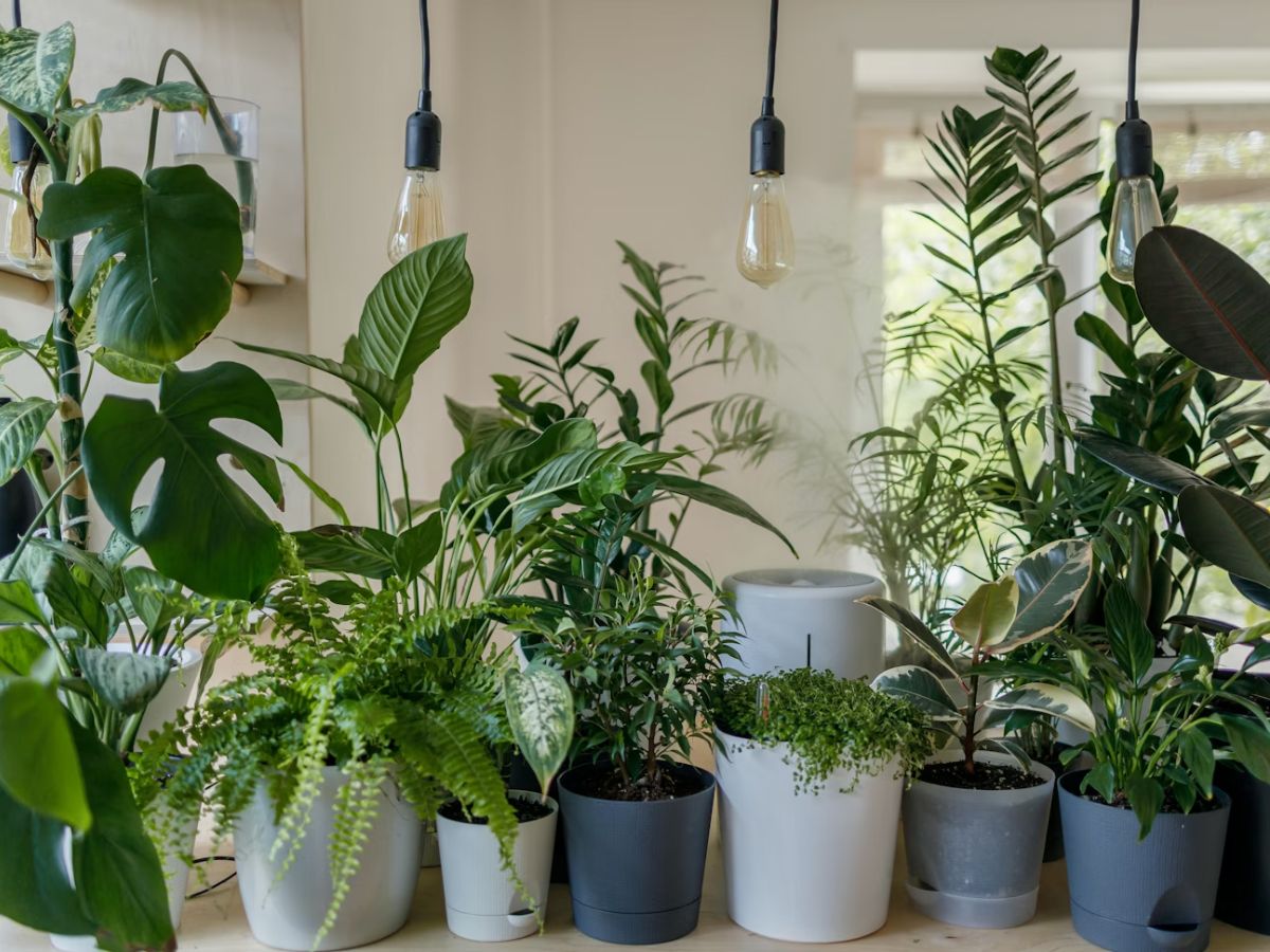 Best Potted Plants at Costco Unsplash