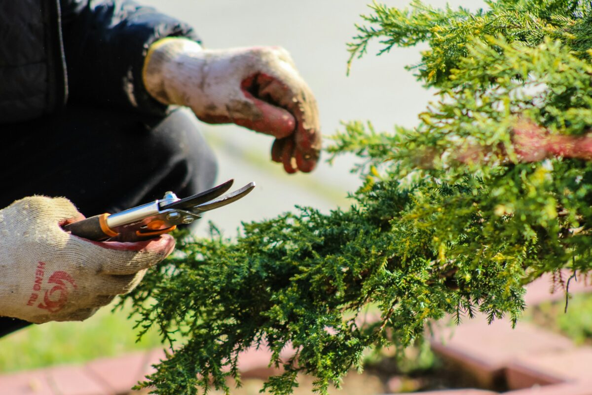 person pruning a bush / gardening supplies at costco