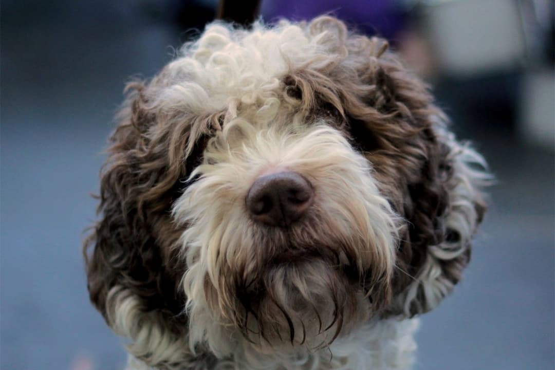 5 Best Handheld Vacuums for Pet Hair Under $130