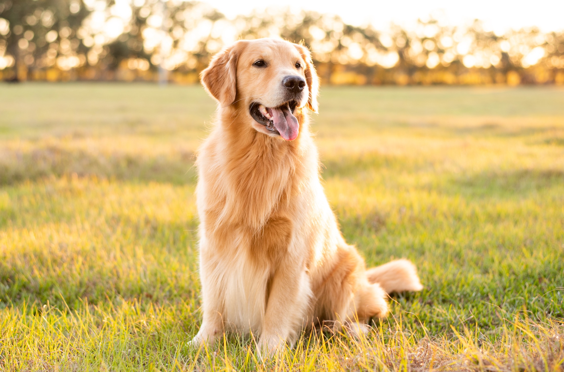Golden Retriever