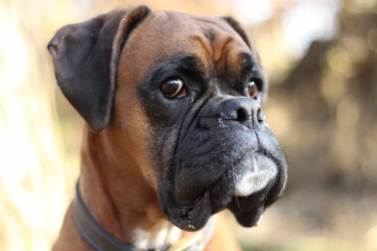 boxer dog brown face pet animal