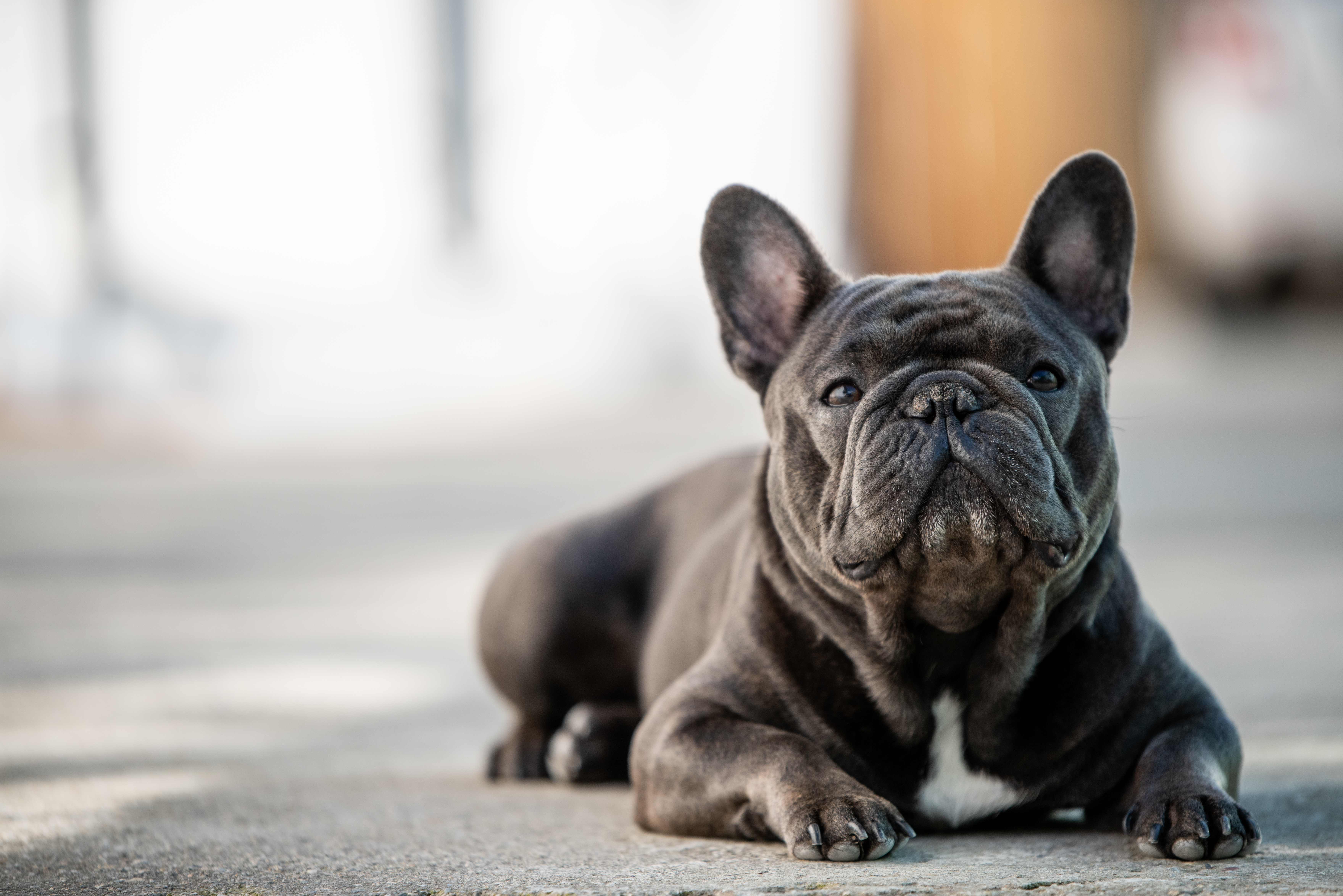 French bulldog