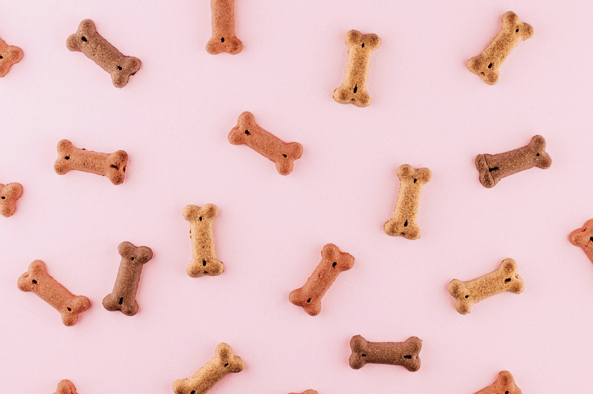dog bones on pink background