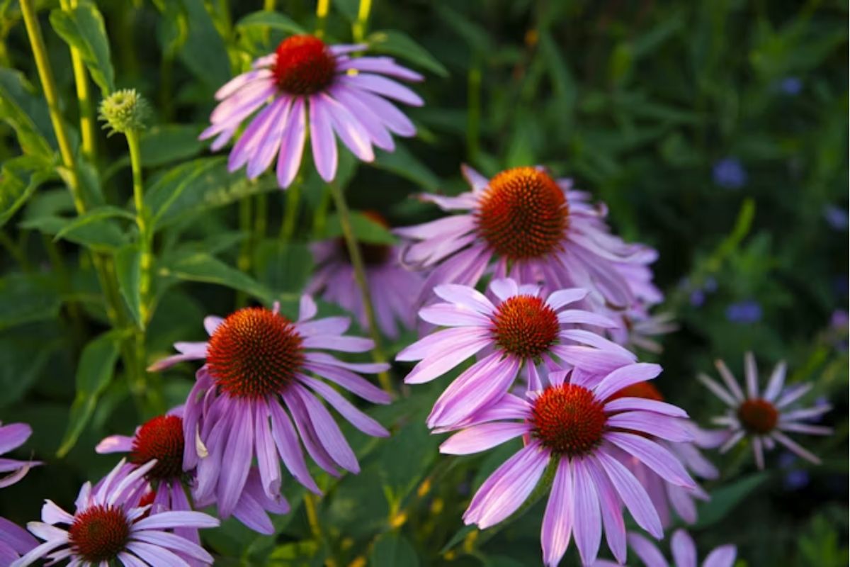 Coneflower