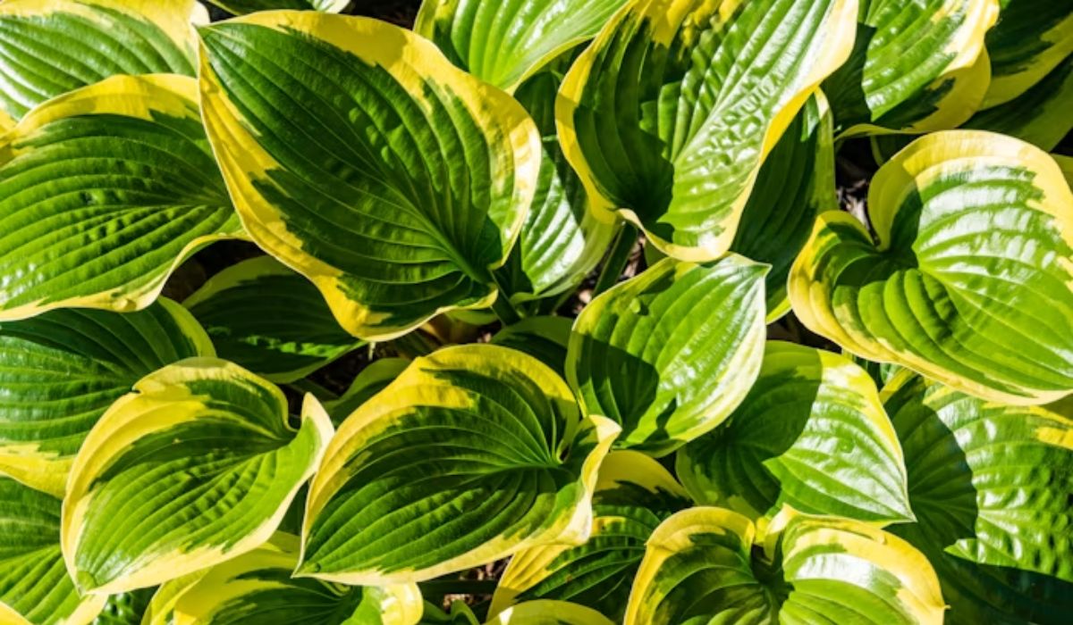 Hosta