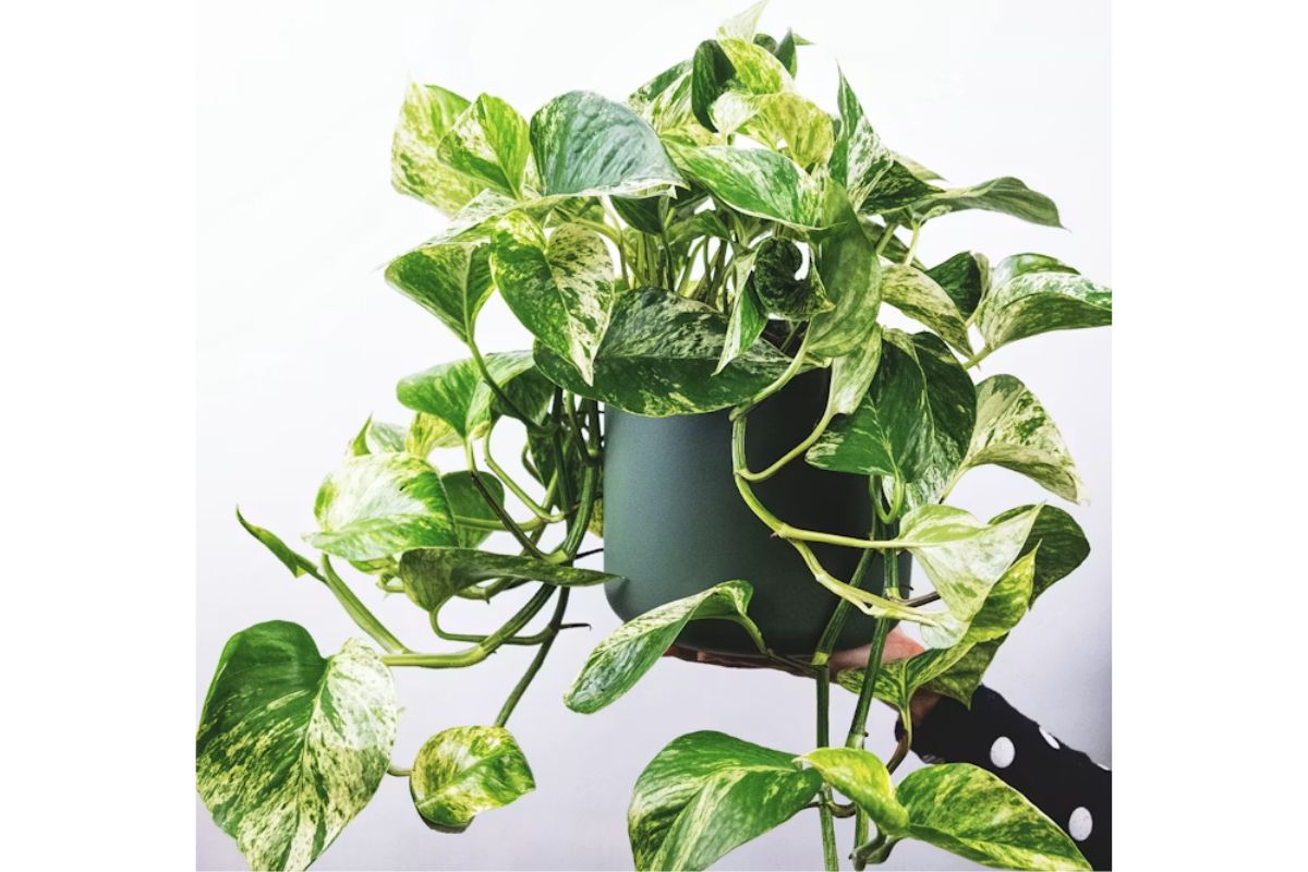 Pothos