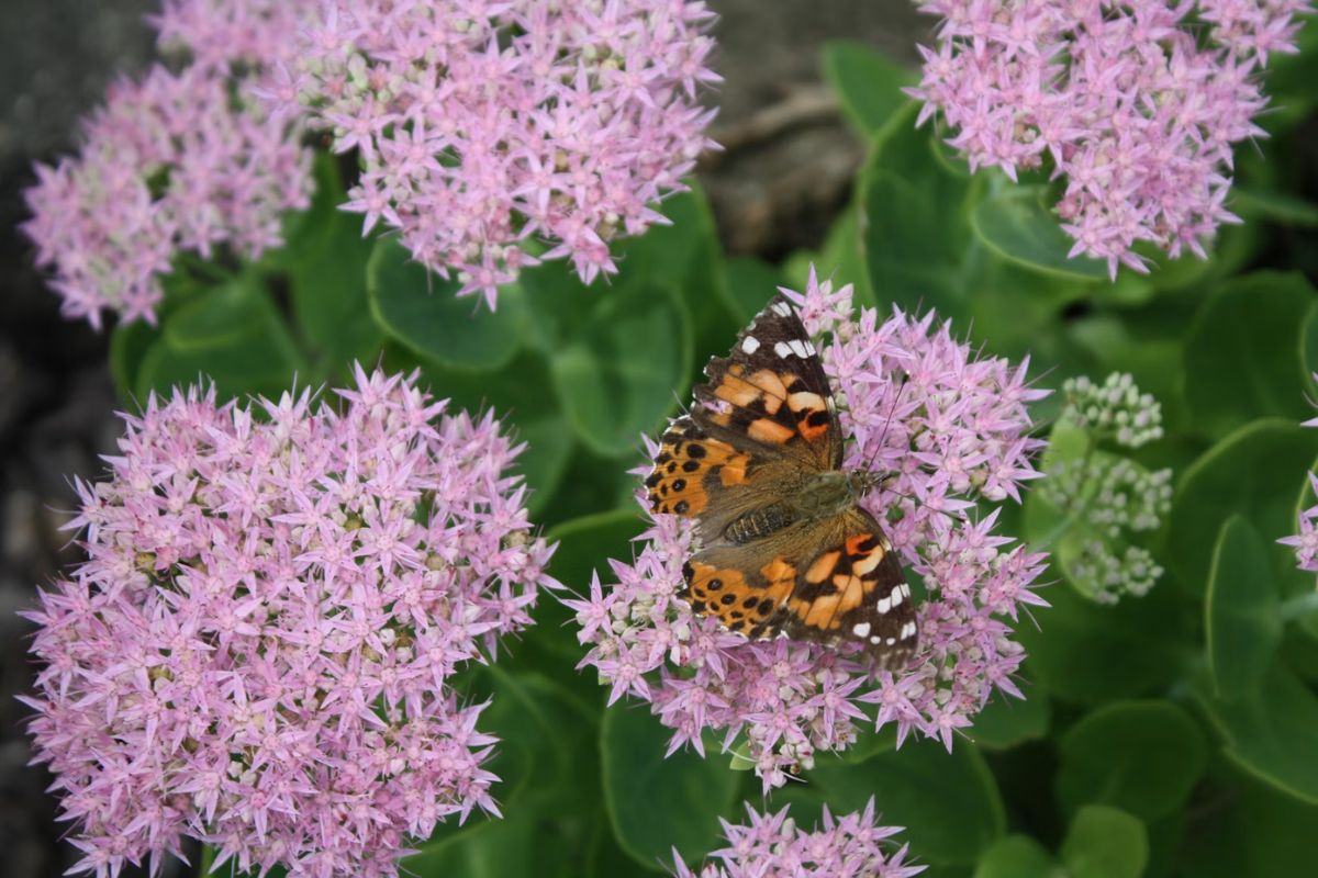 Sedum