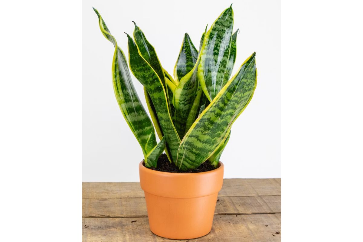 Spider Plant