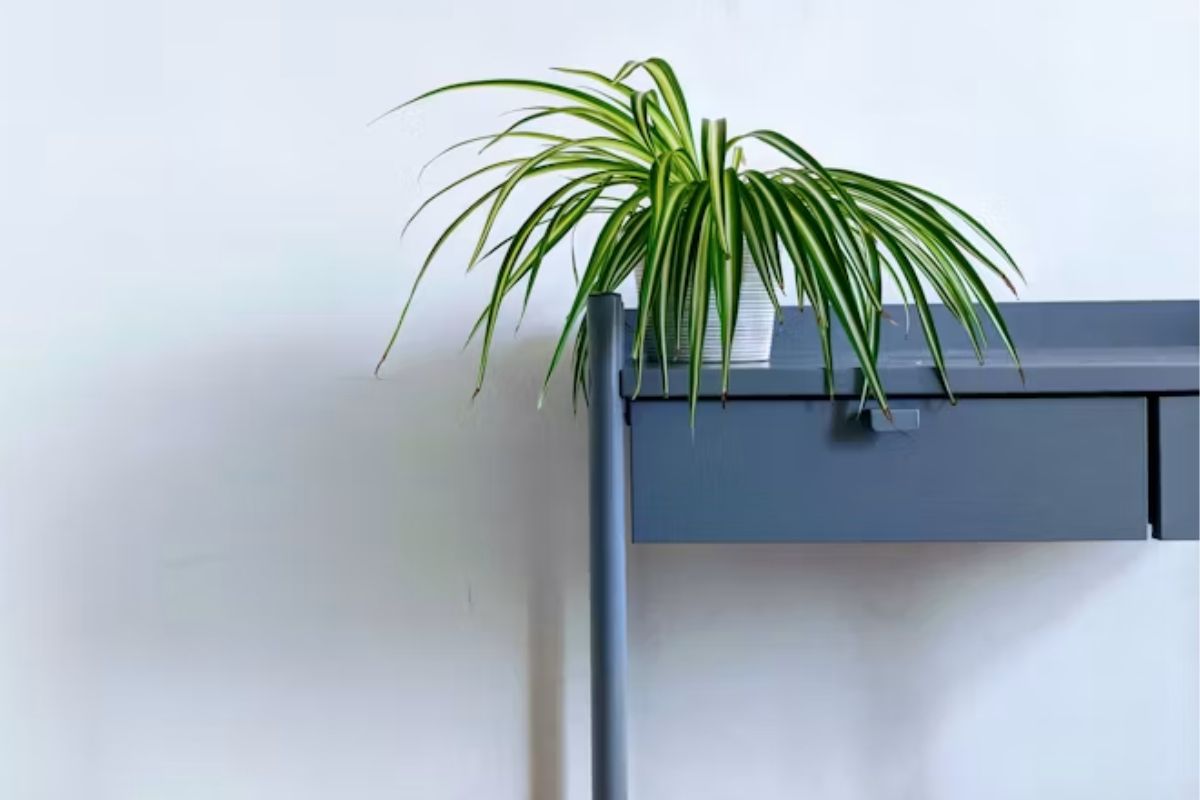 Spider plant