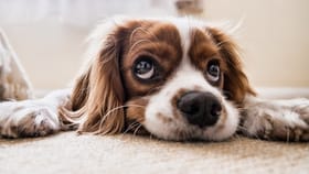 best doog breeds