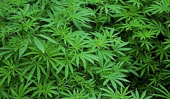 CBD Oil