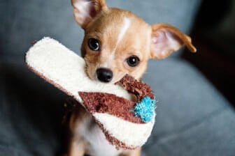 7 Top Prime Day Deals on Pet Essentials for Animal Lovers