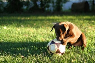 Dog Friendly Backyard Ideas on a Budget