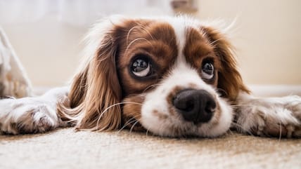 best doog breeds