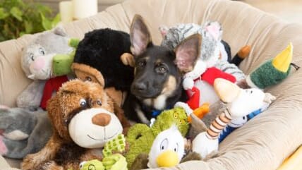 5 Best Dog Toys for Heavy Chewers That Won’t Get Immediately Destroyed