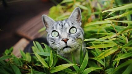 Everything You Need to Know About Cats and Ivy