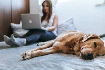 How pet insurance works and what is covered for your family