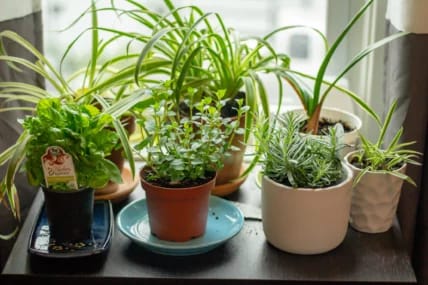 How to Start Your Own Herb Garden