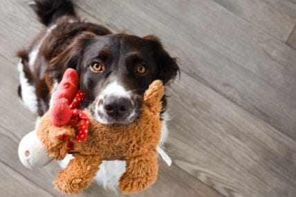 best dog toys for heavy chewers - Unsplash