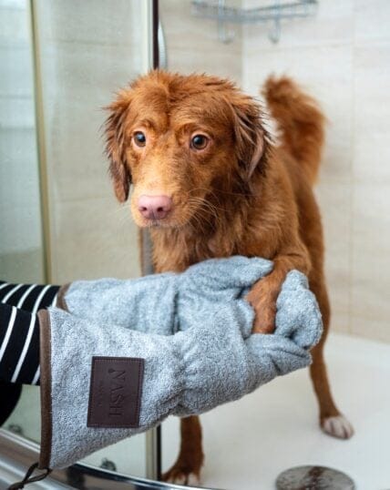 house clean with pets