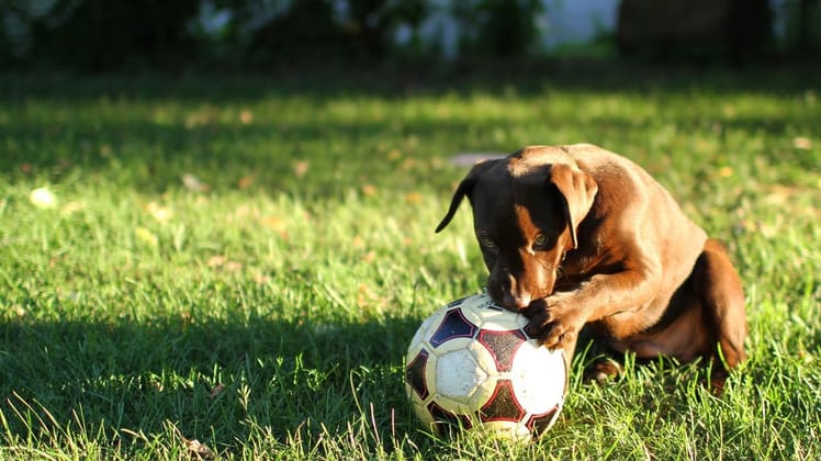 Dog Friendly Backyard Ideas on a Budget