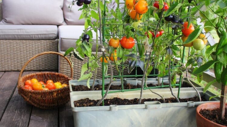 15 Genius Ideas For Creating A Backyard Garden On A Budget