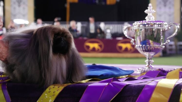 Wasabi the Pekingese wins Westminster Dog Show in New York