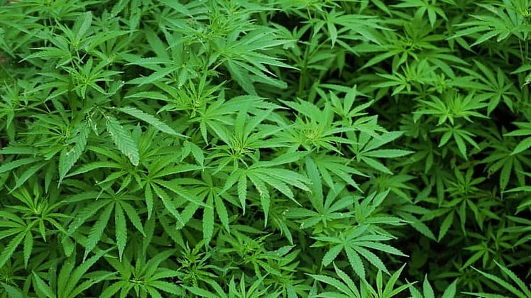 CBD Oil