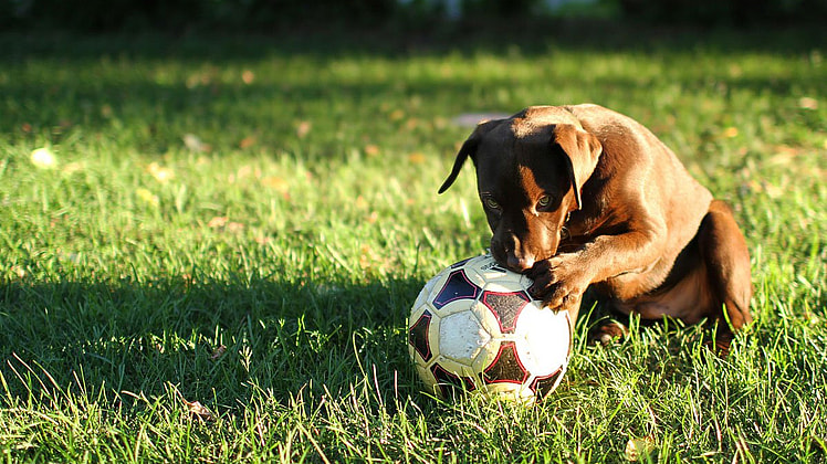 Dog Friendly Backyard Ideas on a Budget