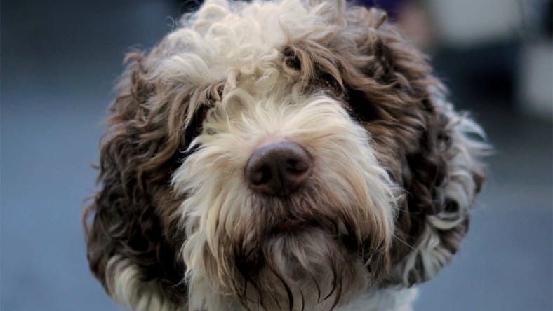 Best Handheld Vacuums For Pet Hair
