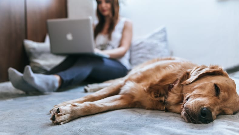 How pet insurance works and what is covered for your family