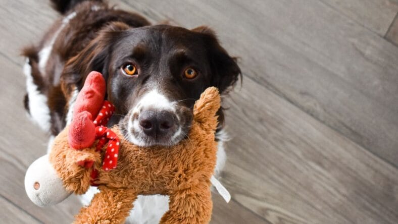 best dog toys for heavy chewers - Unsplash
