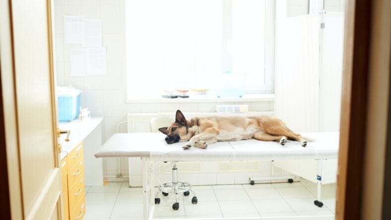 house clean with pets