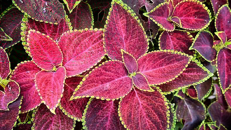 Aesthetic Plants to Glam Up Your Home