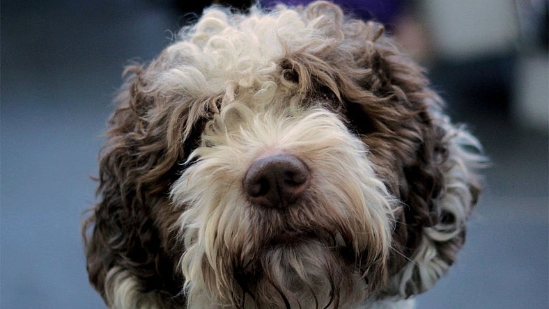 Best Handheld Vacuums For Pet Hair