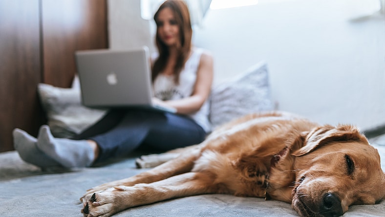 How pet insurance works and what is covered for your family