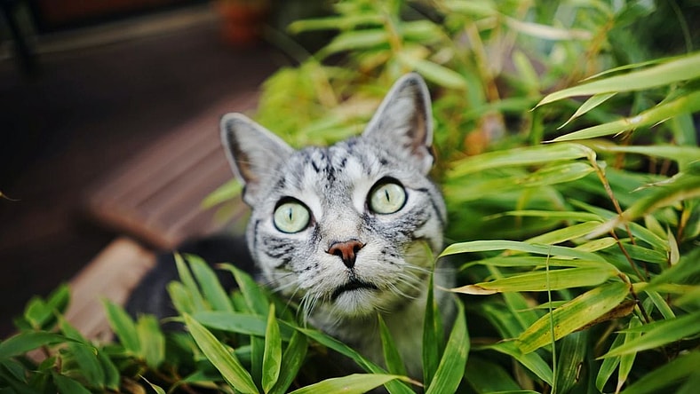 cat and ivy unsplash